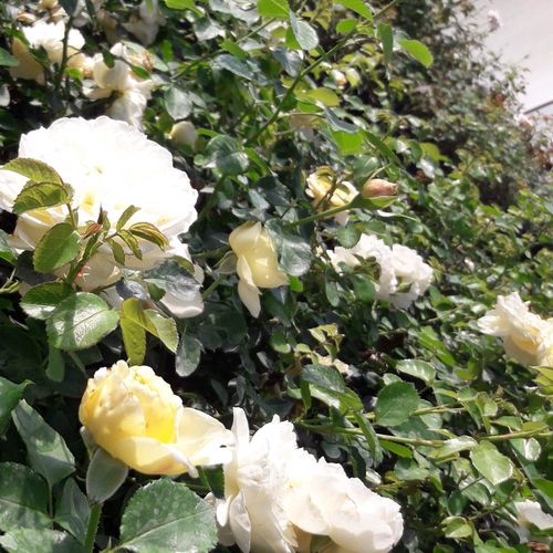 Floribunda, shrub - Ruža - Lemon™ - Ruže - online - koupit